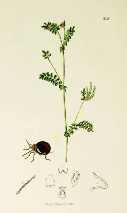 Framed Print : Curtis British Entomology Plate 232 Framed Print : Curtis British Entomology Plate 232