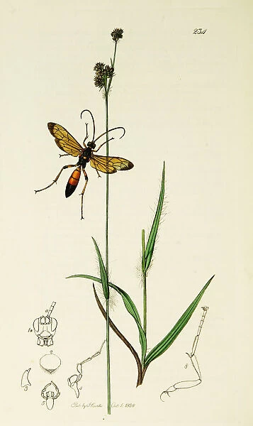 Curtis British Entomology Plate 234