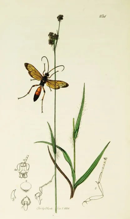 Framed Print : Curtis British Entomology Plate 234 Framed Print : Curtis British Entomology Plate 234