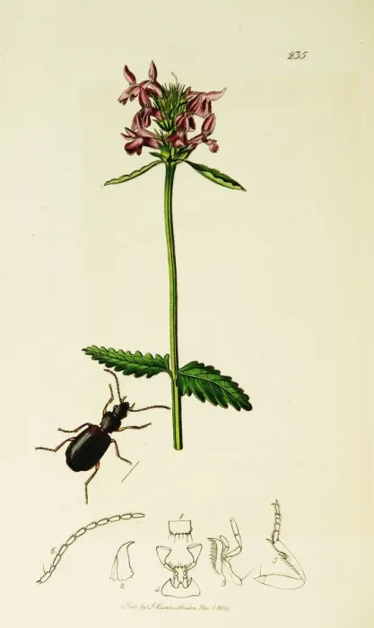 Framed Print : Curtis British Entomology Plate 235 Framed Print : Curtis British Entomology Plate 235