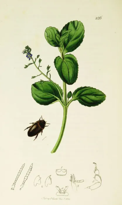 Framed Print : Curtis British Entomology Plate 236 Framed Print : Curtis British Entomology Plate 236