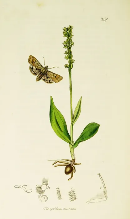 Framed Print : Curtis British Entomology Plate 237 Framed Print : Curtis British Entomology Plate 237