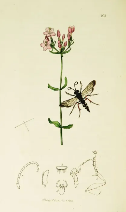 Framed Print : Curtis British Entomology Plate 238 Framed Print : Curtis British Entomology Plate 238