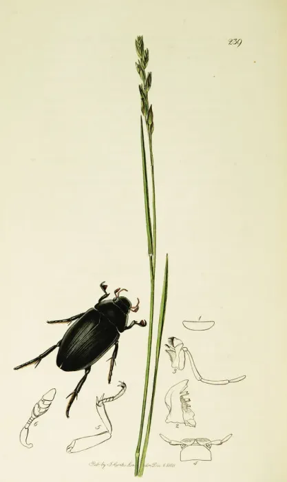 Framed Print : Curtis British Entomology Plate 239 Framed Print : Curtis British Entomology Plate 239