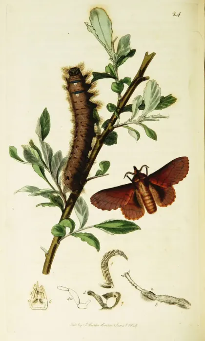 Framed Print : Curtis British Entomology Plate 24 Framed Print : Curtis British Entomology Plate 24