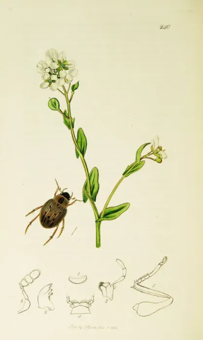 Framed Print : Curtis British Entomology Plate 240 Framed Print : Curtis British Entomology Plate 240