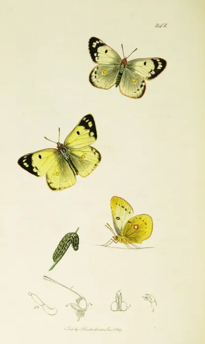 Framed Print : Curtis British Entomology Plate 242 Framed Print : Curtis British Entomology Plate 242