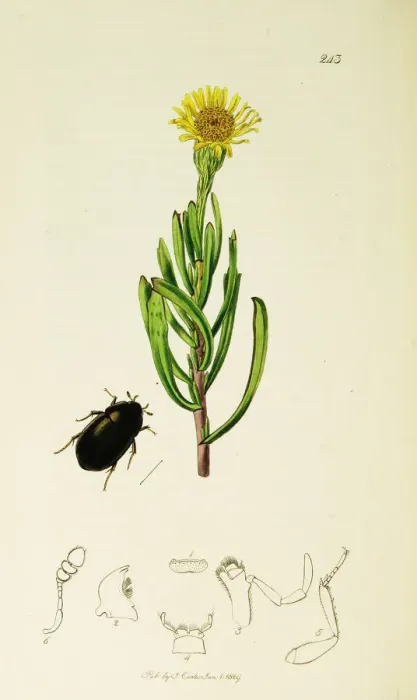 Framed Print : Curtis British Entomology Plate 243 Framed Print : Curtis British Entomology Plate 243
