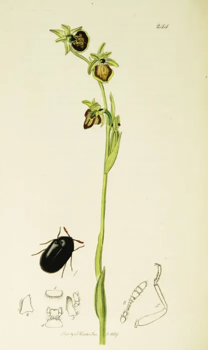 Framed Print : Curtis British Entomology Plate 244 Framed Print : Curtis British Entomology Plate 244