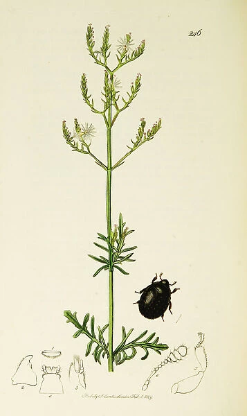 Curtis British Entomology Plate 246