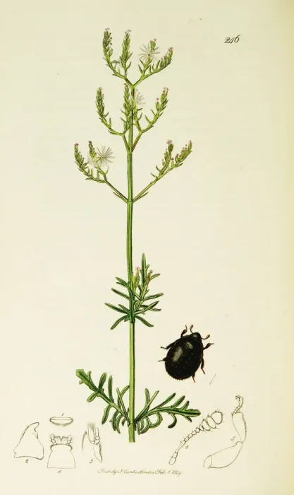 Framed Print : Curtis British Entomology Plate 246 Framed Print : Curtis British Entomology Plate 246