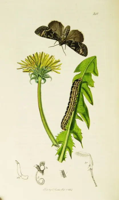 Framed Print : Curtis British Entomology Plate 248 Framed Print : Curtis British Entomology Plate 248