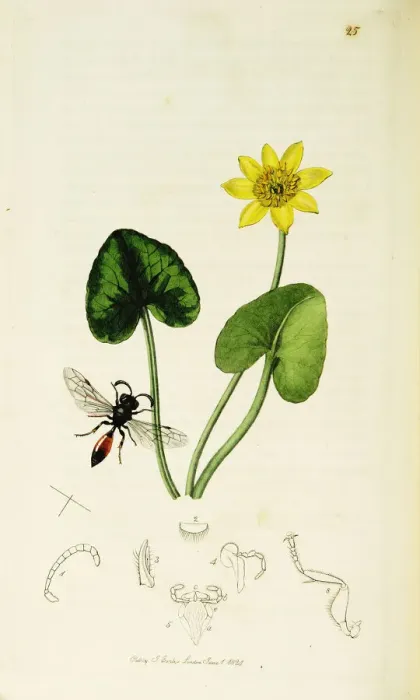 Framed Print : Curtis British Entomology Plate 25 Framed Print : Curtis British Entomology Plate 25