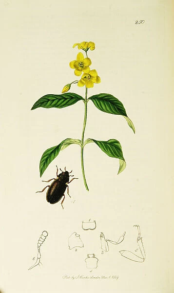 Curtis British Entomology Plate 250