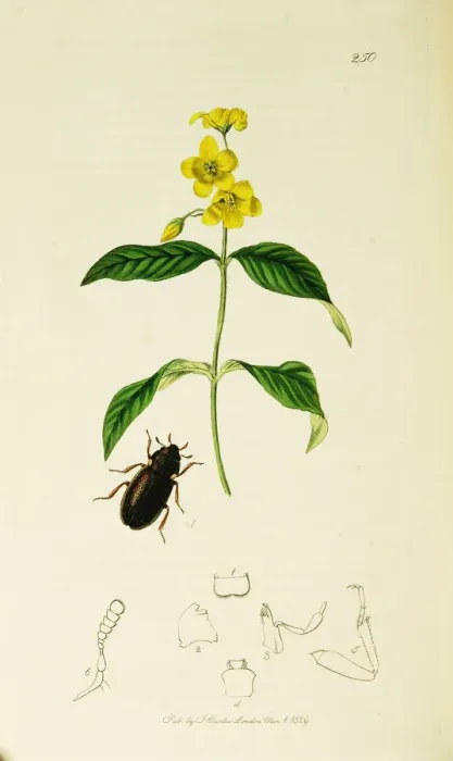 Framed Print : Curtis British Entomology Plate 250 Framed Print : Curtis British Entomology Plate 250