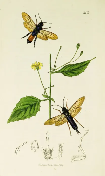 Framed Print : Curtis British Entomology Plate 253 Framed Print : Curtis British Entomology Plate 253