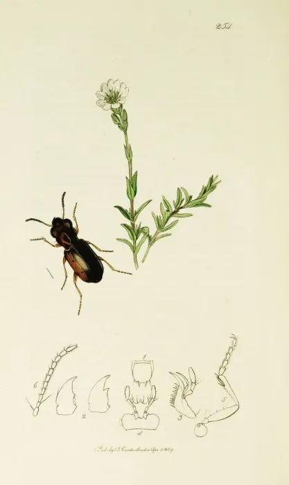 Framed Print : Curtis British Entomology Plate 254 Framed Print : Curtis British Entomology Plate 254