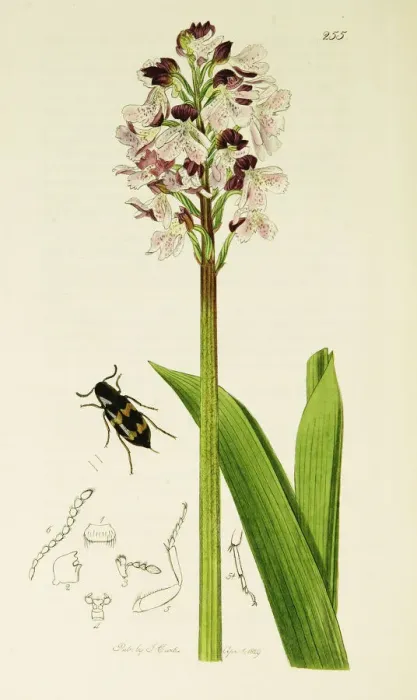 Framed Print : Curtis British Entomology Plate 255 Framed Print : Curtis British Entomology Plate 255