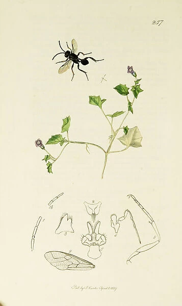 Curtis British Entomology Plate 257