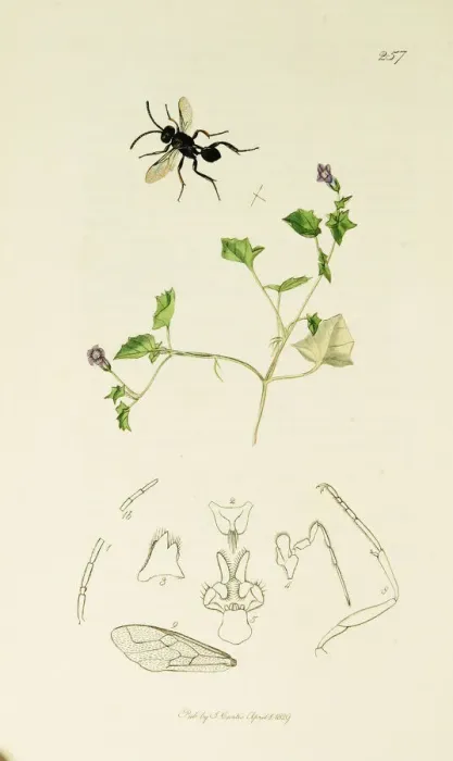 Framed Print : Curtis British Entomology Plate 257 Framed Print : Curtis British Entomology Plate 257