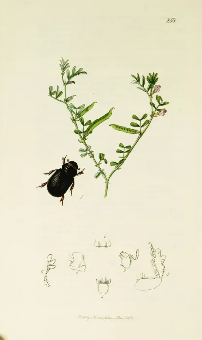 Framed Print : Curtis British Entomology Plate 258 Framed Print : Curtis British Entomology Plate 258