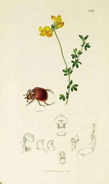 Curtis British Entomology Plate 259
