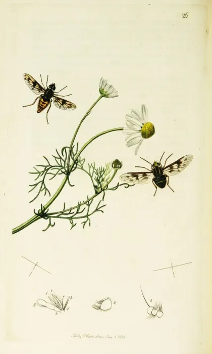 Framed Print : Curtis British Entomology Plate 26 Framed Print : Curtis British Entomology Plate 26