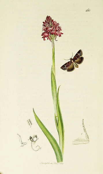 Curtis British Entomology Plate 260
