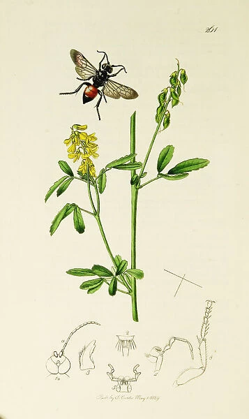 Curtis British Entomology Plate 261