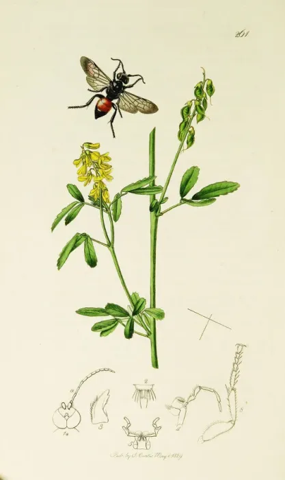 Framed Print : Curtis British Entomology Plate 261 Framed Print : Curtis British Entomology Plate 261