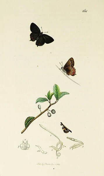 Curtis British Entomology Plate 264