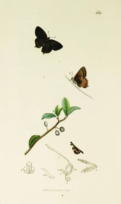 Framed Print : Curtis British Entomology Plate 264 Framed Print : Curtis British Entomology Plate 264