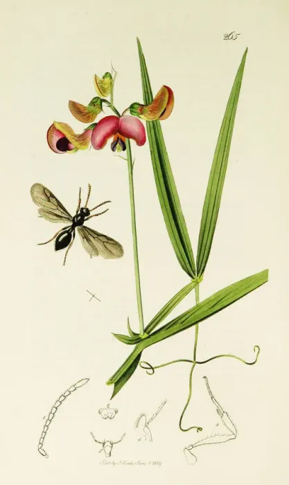 Framed Print : Curtis British Entomology Plate 265