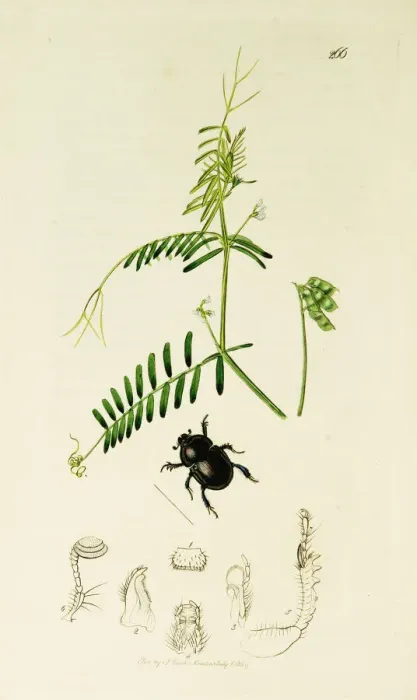 Framed Print : Curtis British Entomology Plate 266 Framed Print : Curtis British Entomology Plate 266