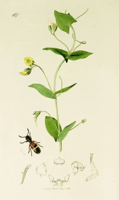 Framed Print : Curtis British Entomology Plate 267 Framed Print : Curtis British Entomology Plate 267