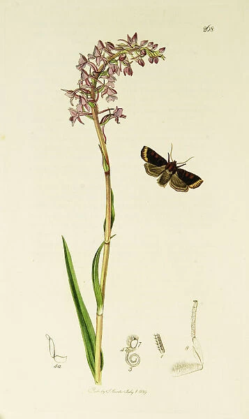 Curtis British Entomology Plate 268