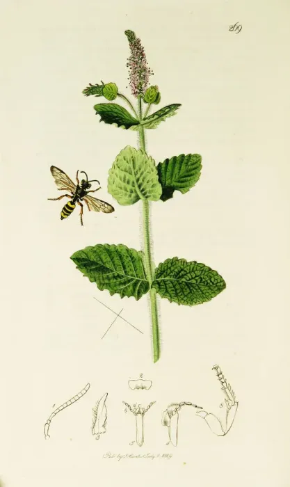 Framed Print : Curtis British Entomology Plate 269 Framed Print : Curtis British Entomology Plate 269