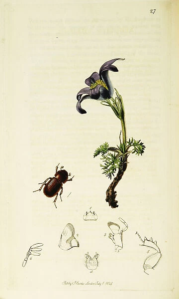 Curtis British Entomology Plate 27