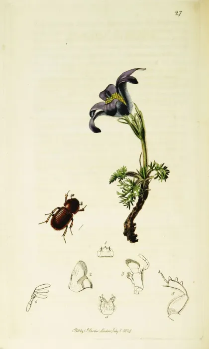Framed Print : Curtis British Entomology Plate 27 Framed Print : Curtis British Entomology Plate 27