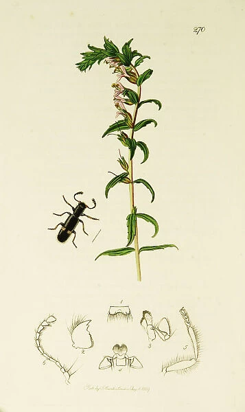 Curtis British Entomology Plate 270