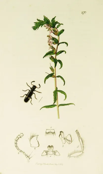 Framed Print : Curtis British Entomology Plate 270 Framed Print : Curtis British Entomology Plate 270