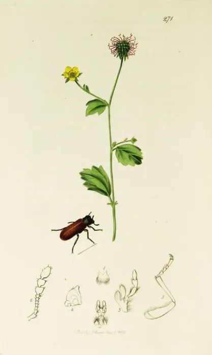 Framed Print : Curtis British Entomology Plate 271 Framed Print : Curtis British Entomology Plate 271