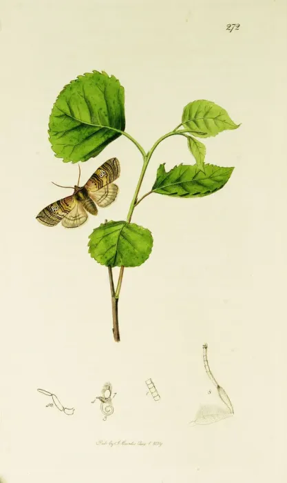 Framed Print : Curtis British Entomology Plate 272 Framed Print : Curtis British Entomology Plate 272