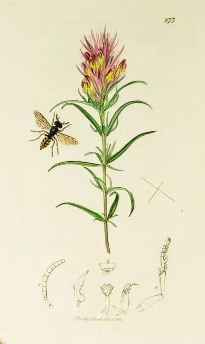 Framed Print : Curtis British Entomology Plate 273 Framed Print : Curtis British Entomology Plate 273