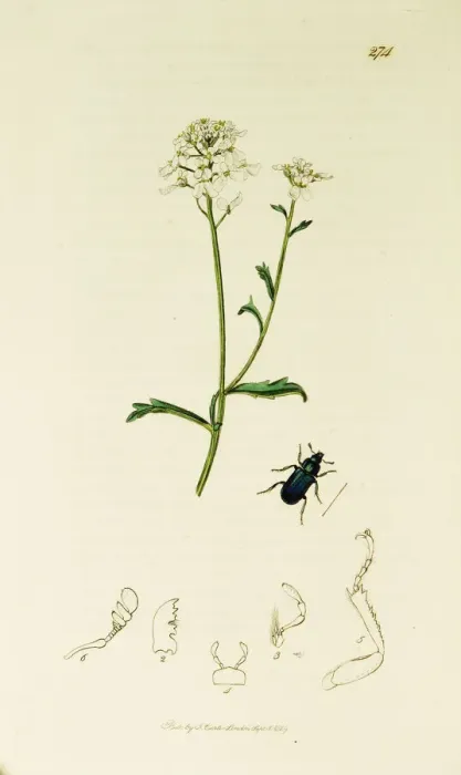 Framed Print : Curtis British Entomology Plate 274 Framed Print : Curtis British Entomology Plate 274