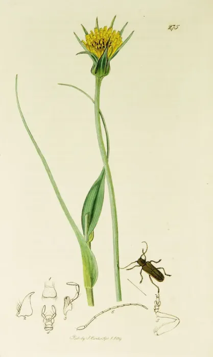 Framed Print : Curtis British Entomology Plate 275 Framed Print : Curtis British Entomology Plate 275