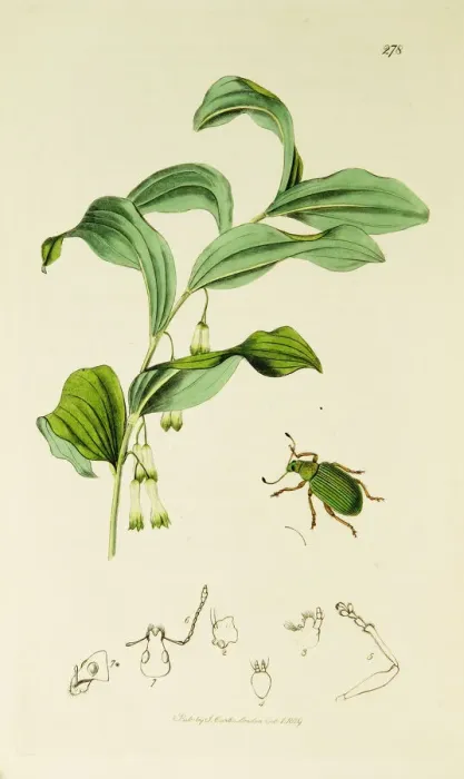 Framed Print : Curtis British Entomology Plate 278 Framed Print : Curtis British Entomology Plate 278