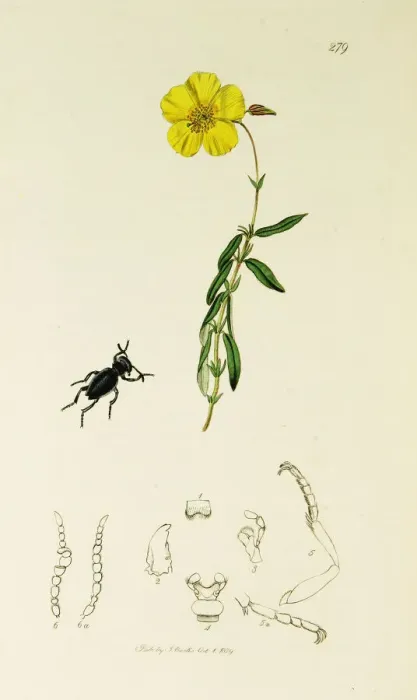 Framed Print : Curtis British Entomology Plate 279 Framed Print : Curtis British Entomology Plate 279
