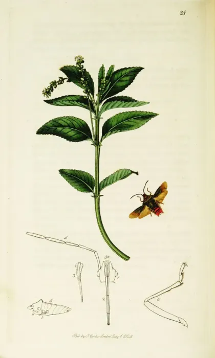 Framed Print : Curtis British Entomology Plate 28 Framed Print : Curtis British Entomology Plate 28