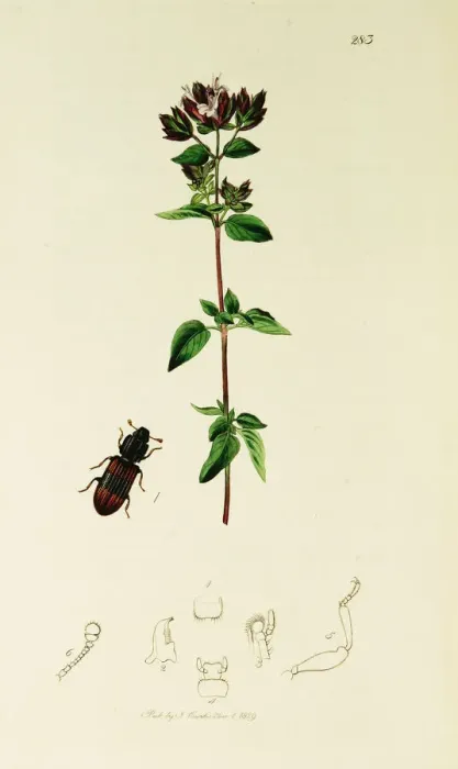 Framed Print : Curtis British Entomology Plate 283 Framed Print : Curtis British Entomology Plate 283